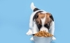 Ako vybrať výhodné balenie granúl pre šteniatka?