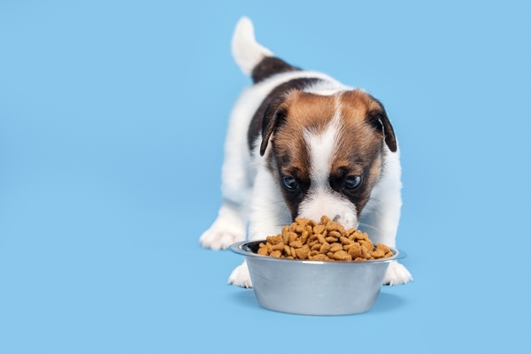 Ako vybrať výhodné balenie granúl pre šteniatka