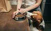 Ako zdravo kŕmiť svojho štvornohého miláčika alebo krmivo pre psov bez obilnín - čo sa oplatí o tom vedieť?