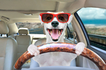 5 rád, ako sa pripraviť na dlhú cestu autom so psom