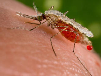 Zmutované komáre neprenesú maláriu