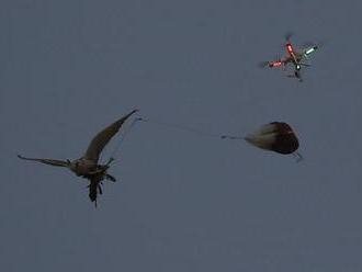 Sokolníci cvičí dravce pomocí dronů