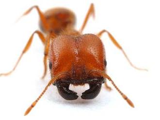 Invaze tropických mravenců začala v 16. století
