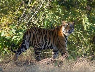 Tigrej populácii sa v Indii darí