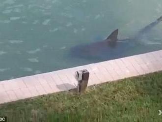 Majiteľom domov na Floride plávajú popod okná žraloky