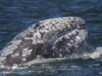 Veľryba preplávala vyše 22-tisíc kilometrov!