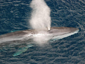 Veľryba preplávala 22 500 kilometrov