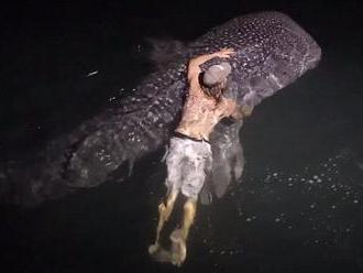 Watch a fisherman dive into the ocean to swim and pat a five metre whale SHARK in the middle of the 
