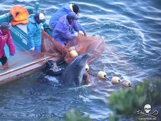 Japonské zoo řekly ne delfínům z krvavé zátoky, pomohl tlak zahraničí