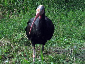 Ornitológovia v Palmýre hľadajú stratené ibisy