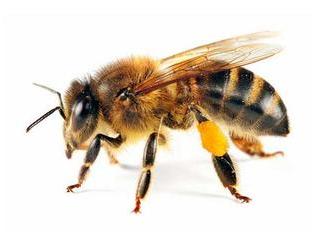 Ochranu potrebuje viac druhov včiel, varujú vedci