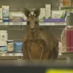 VIDEO: Když se klokan staví v lékárně pro prášky!