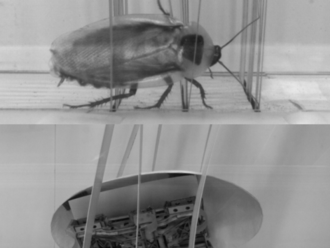 Pro roboty inspirované šváby nebudou překážky problém
