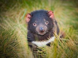 Vědci pracují na vakcíně, která by mohla zachránit tasmánského čerta