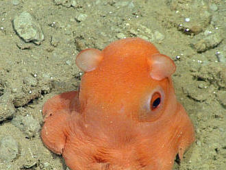 Vedec hľadá meno pre roztomilú chobotnicu