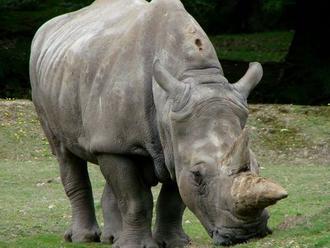 Uhynul jeden z posledných nosorožcov tuponosých