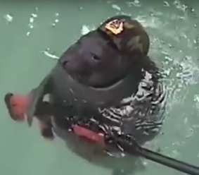 VIDEO: V Rusku už vycvičili ke střílení i tuleně!