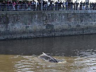 Eltévedt egy bálna Buenos Airesnél