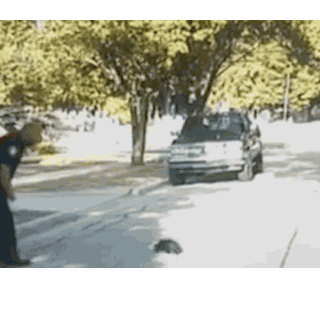 Ez legyen a nap videója: bűzösborz+joghurt+rendőr=káosz