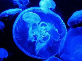 Všade samé medúzy. V mori sa už v budúcnosti možno neokúpete