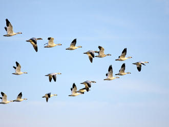 Na Aljaške teplé more zabilo tisíce vtákov