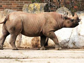 Na svět přišlo třetí letošní mládě vzácného nosorožce