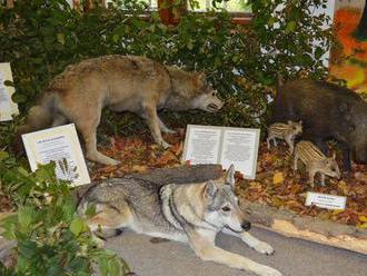 Výstava v Tihányiovskom kaštieli ukazuje vlka ako šelmu aj ako ochrancu rodiny