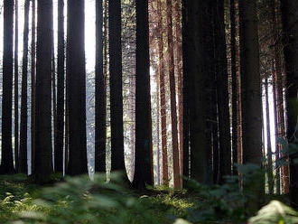NP Šumava připravuje části lesů na to, aby se v nich nezasahovalo