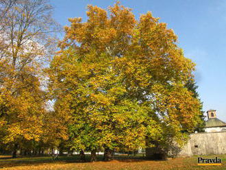 Strom roka rastie v Budatínskom parku
