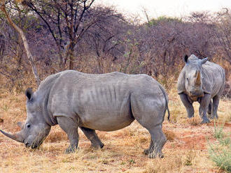 Lovcov nosorožcov zastavia špeciálne vycvičené psy