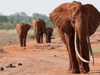 Slony pomáha chrániť výroba papiera z ich trusu