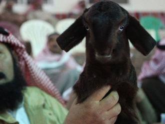 V Nigérii zadržali kozu, je podozrivá z lúpeže