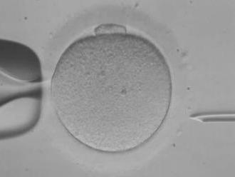 Britští genetici smí editovat embrya