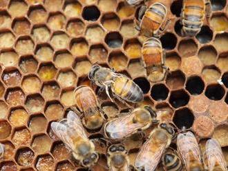 Za šírenie smrteľnej choroby včiel môžu ľudia