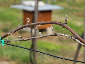 Vinohradníci sumarizujú škody po mrazoch