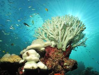 Blednutím trpí až 93 percent austrálskych koralov