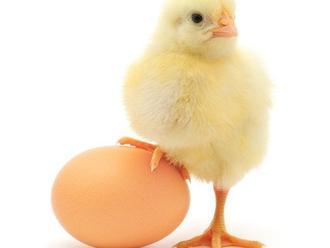 Vedci vedia rozoznať pohlavie kuraťa už vo vajíčku