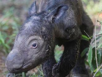 Narodilo sa mláďa nosorožca sumatrianskeho