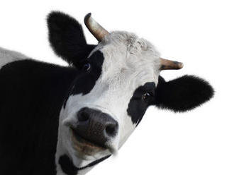 Kravy na antibiotikách majú v hnoji viac metánu