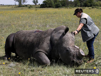 V Afrike liečia samicu nosorožca, ktorá prišla o rohy