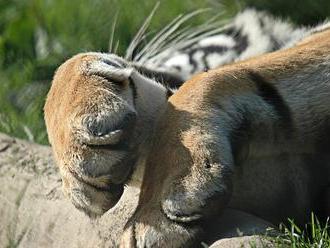 Dráma v safari parku: Tigre zabili ženu