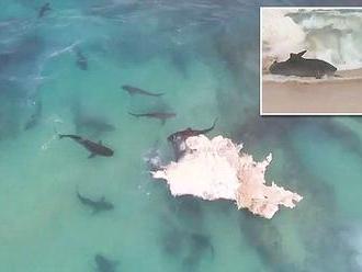 Drone captures 40 sharks stearing apart whale in feeding frenzy at Cape Cuvier
