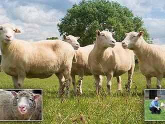 Here come the clones! Four identical copies of Dolly the sheep are still healthy after nine years 