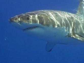 Jihoafrickým velkým bílým žralokům hrozí vyhynutí