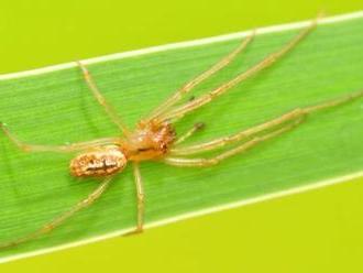 Na Moravě byl objeven nový druh pavouka
