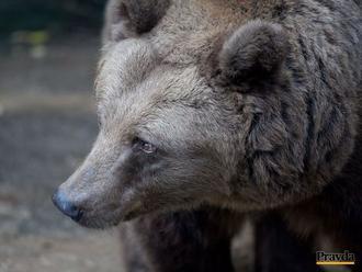 V bojnickej zoo utratili medveďa, ohrozoval návštevníkov