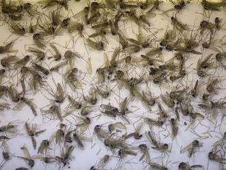 Vírus Zika možno prenášajú aj bežné tropické komáre, tvrdia vedci