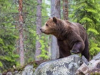 Medveď, ktorý ušiel z bojnickej zoo: Prišlo nekompromisné rozhodnutie, maco musí zomrieť!