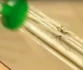 VIDEO: Chcete se zbavit pavouka a nezavraždit ho?