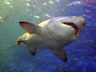 Žraloky zabili na Jadrane 9 ľudí. Všetci boli turisti  